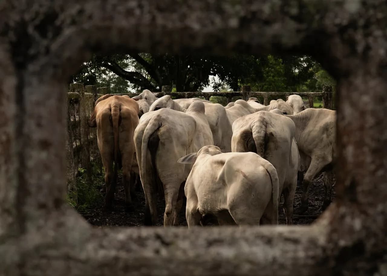 El corral visto por el hueco de un poste: ganado cebú de espaldas y árboles al fondo.