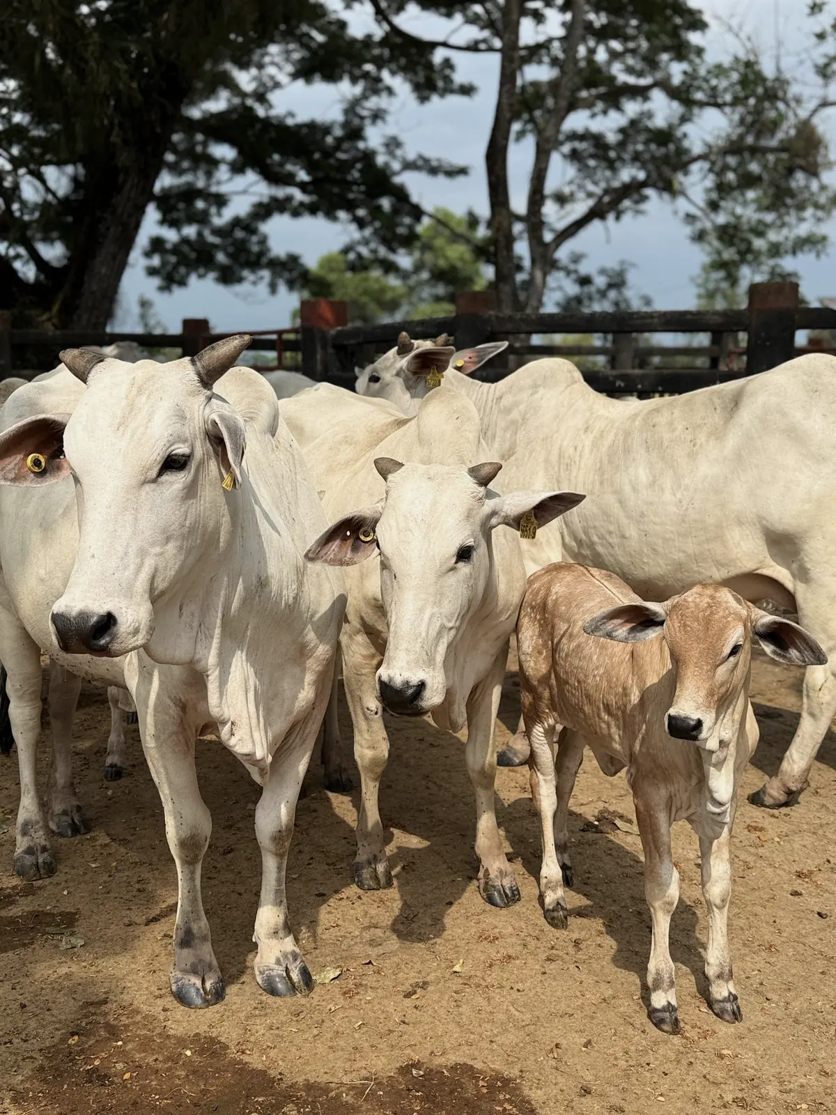Ganado cebú blanco y dos terneros en un corral de tierra, con árboles detrás de la cerca.
