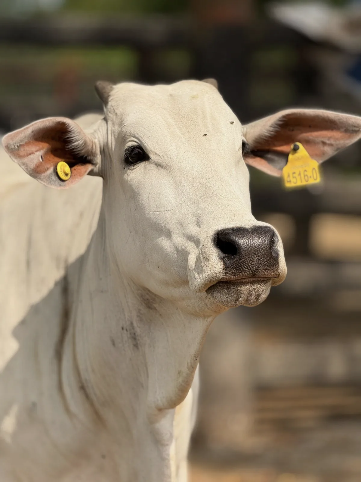 Una res cebú blanca con una chapeta amarilla en la oreja.